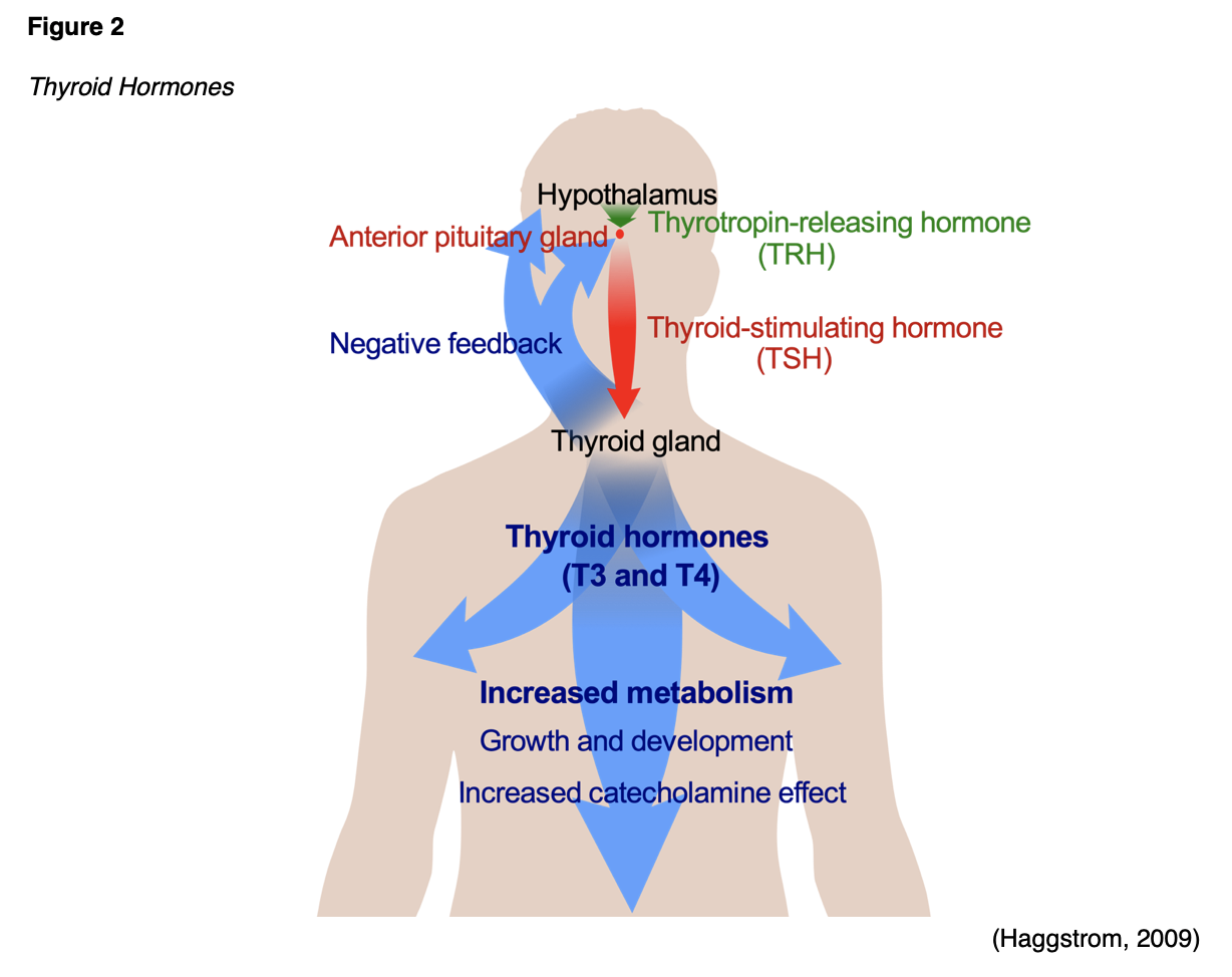 Lab Interpretation for APRNs Nursing CE Course NursingCE