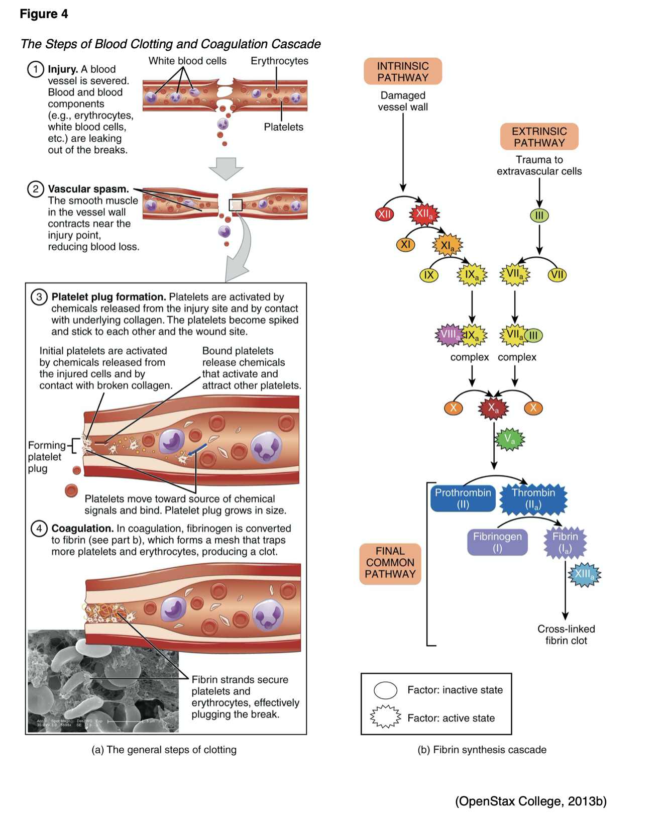 Blood Clotting and Bleeding Disorders for APRNs Nursing CE Course