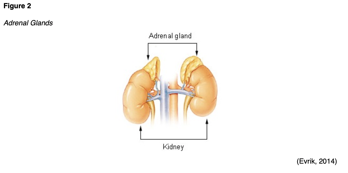 Endocrine and Hormonal Disorders for RNs and LPNs Part 4 Adrenal Gland