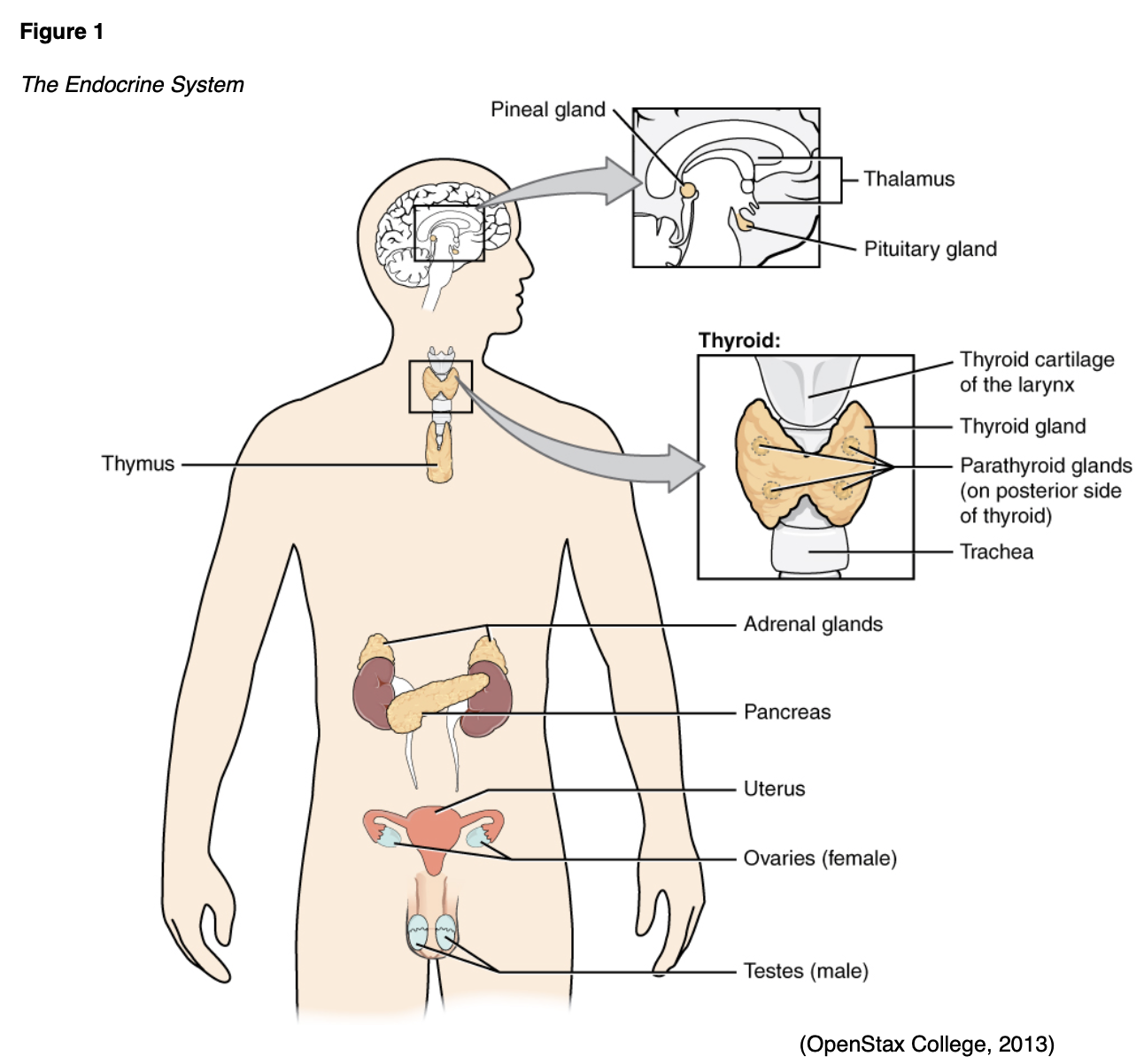 Thyroid Dysfunction for APRNs Nursing CE Course NursingCE
