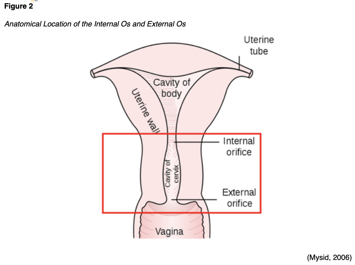 Cervical Cancer For RNs And LPNs Nursing CE Course NursingCE
