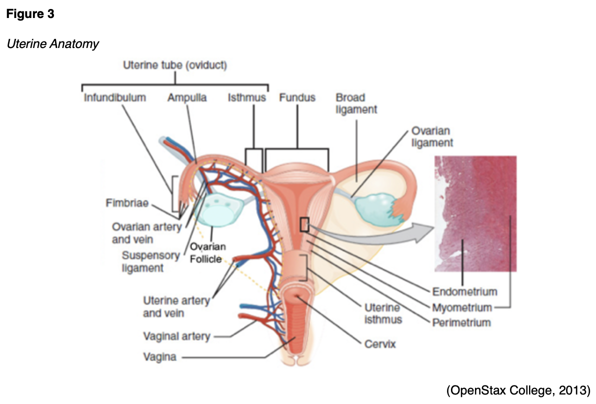 Uterine Cancer for RNs and LPNs Nursing CE Course NursingCE
