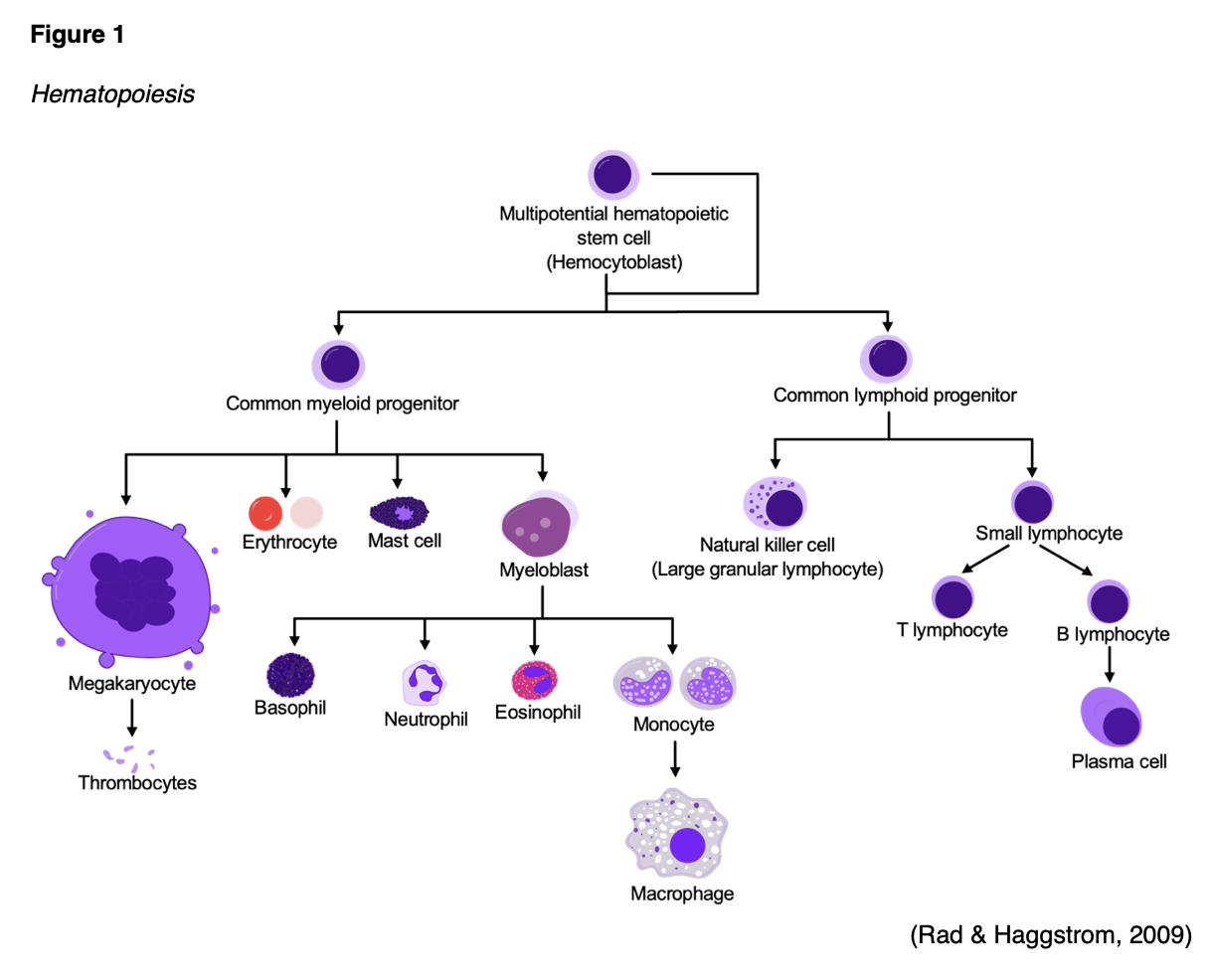 Blood Clotting and Bleeding Disorders for RNs & LPNs Nursing CE Course NursingCE