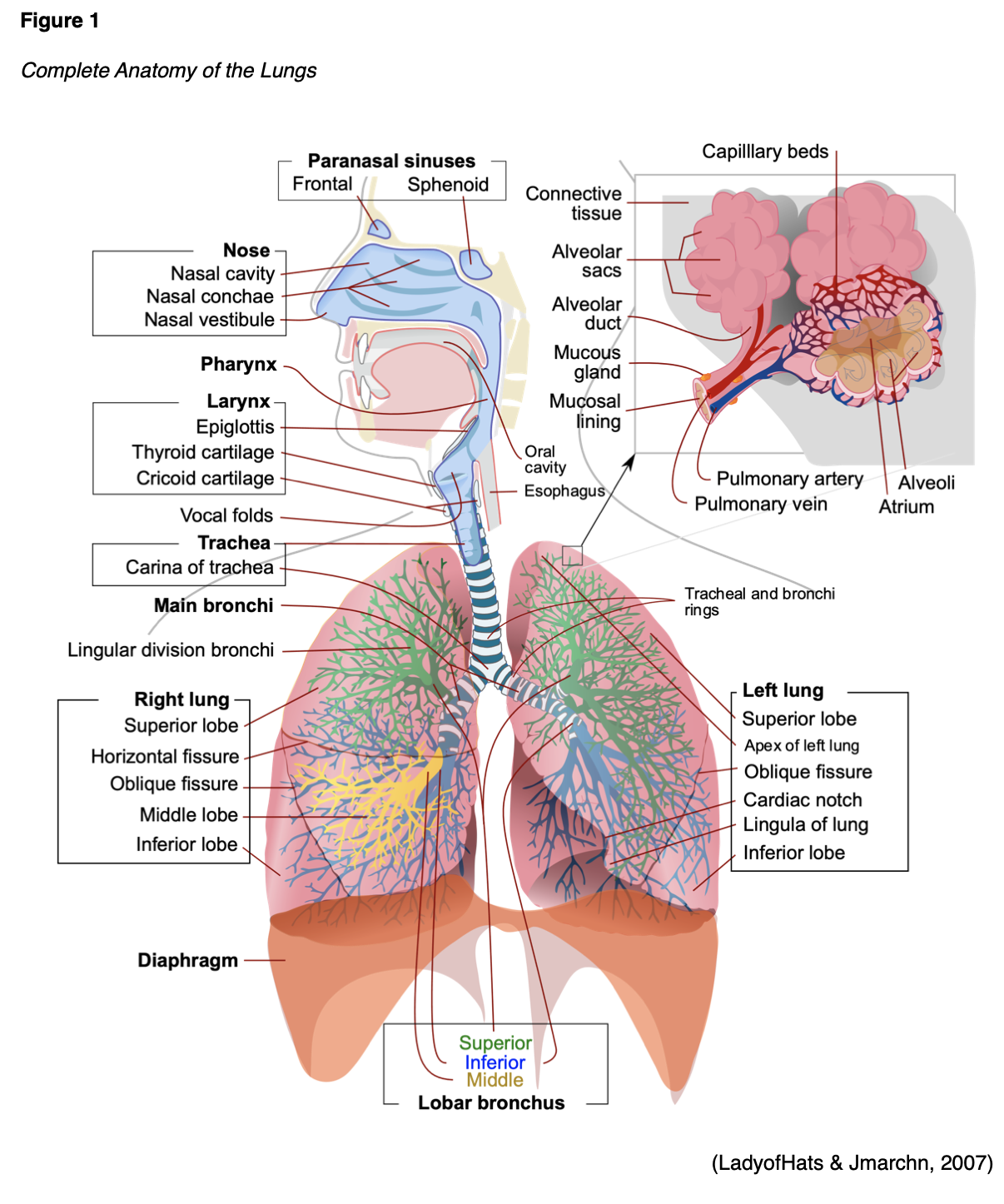 Pneumonia for RNs and LPNs Nursing CE Course NursingCE
