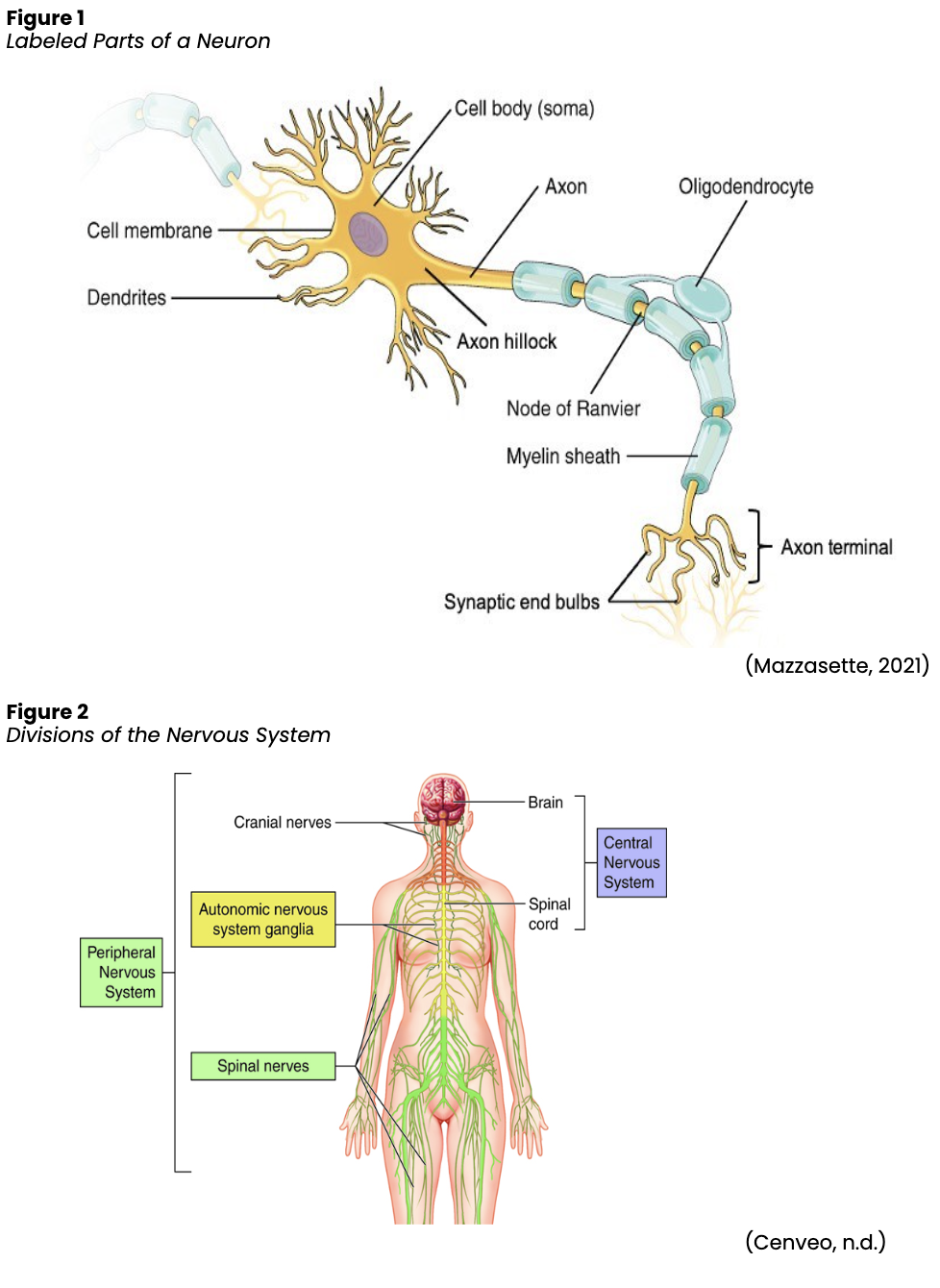 Multiple Sclerosis for RNs & LPNs Nursing CE Course | NursingCE