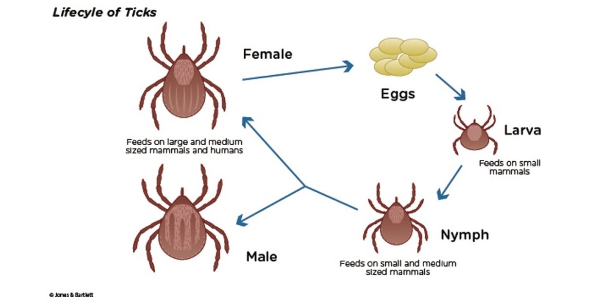 Tickborne Diseases Nursing CE Course for RNs and LPNs | NursingCE