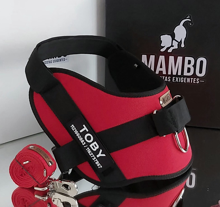 dog harness inspired on gucci