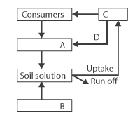 317given Below Is A Simplified Model Of Phosphorus Cycling In A Terrestrial Ecosystem