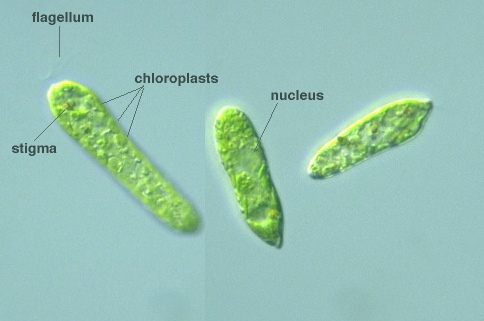 Euglena