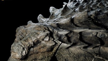 1494815630_nodosaur_fossil