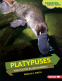 Cover Image: Platypuses