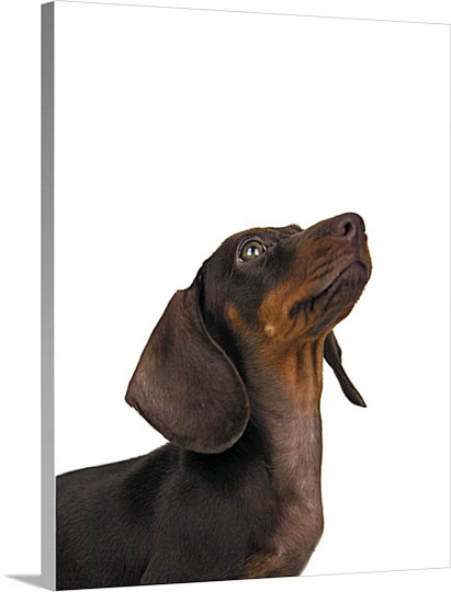 Daschound Pop Art on Canvas