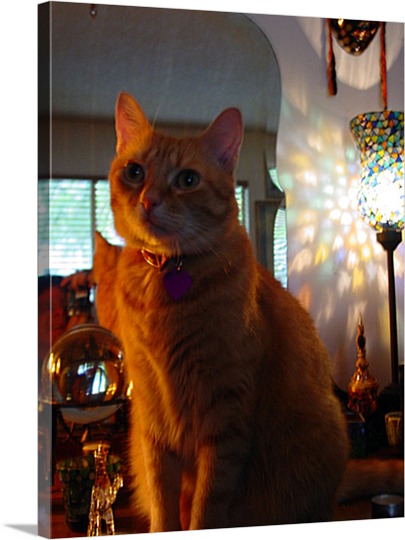 Pop Art of Lighted Cat on Canvas