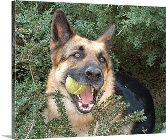 Photo peinture sur toile d'un chien