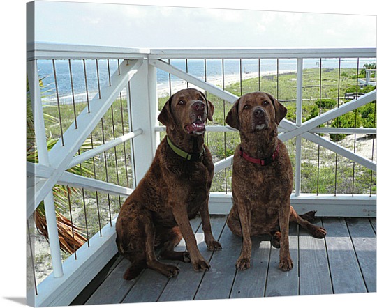 Photo of Two Attentive Dogs on Canvas