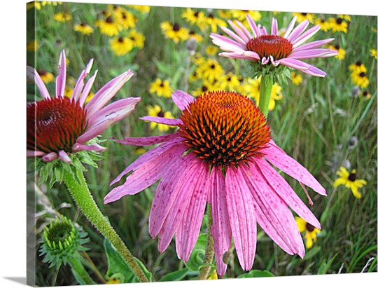 Field Flowers Print on Canvas