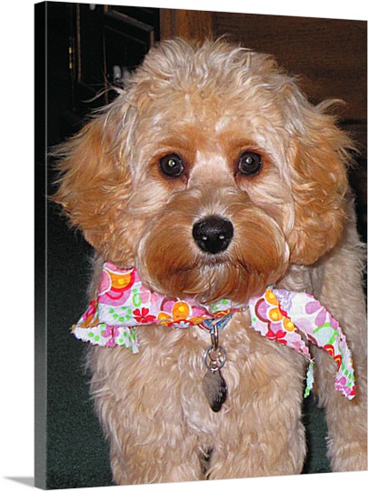 Poodle with Scarf on Pop Art Canvas