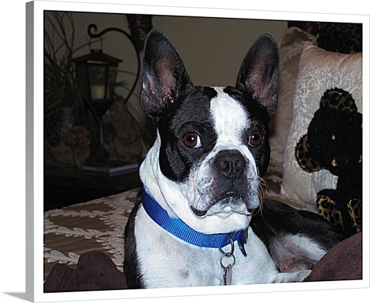 Alert Dog Printed on Canvas