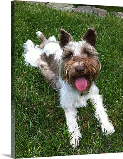 Print of Dog Lounging in the Grass on Canvas Pop Art