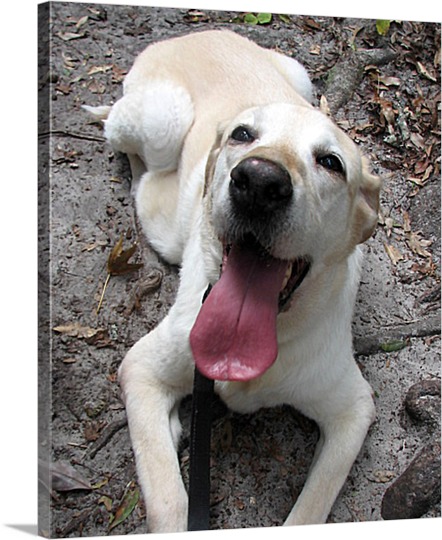 Pop Art Canvas of Dog Yawning