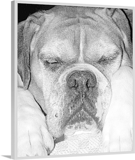 Pop Art Photo of Dog Asleep on Canvas