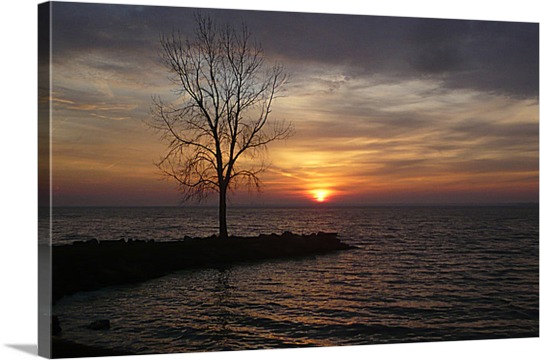 Print of Tree in Sunset on Canvas
