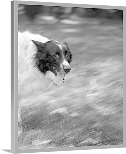 Print of Dog Running on Canvas
