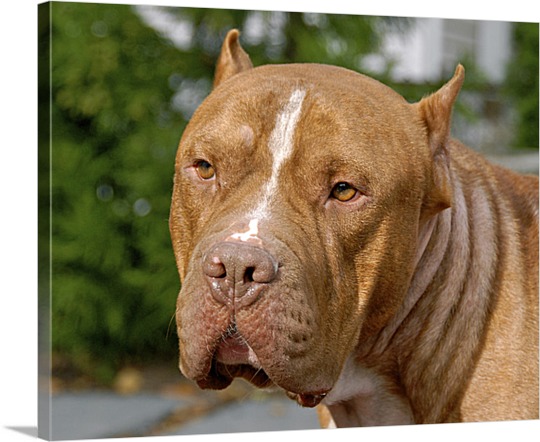 Serious Dog Face Photo on Canvas