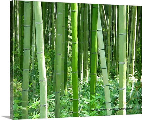 Print of Bamboo on Pop Art
