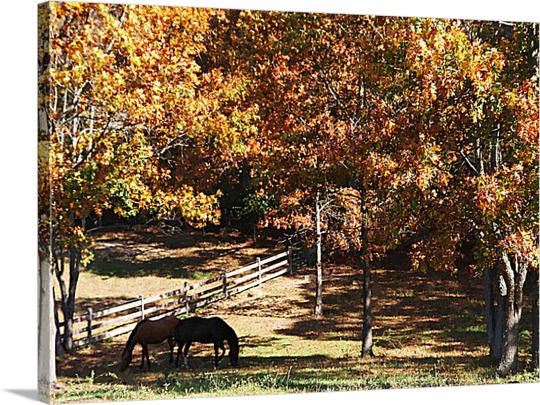 Horses in Fall on Pop Art