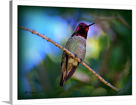 Photo of Bird on Canvas