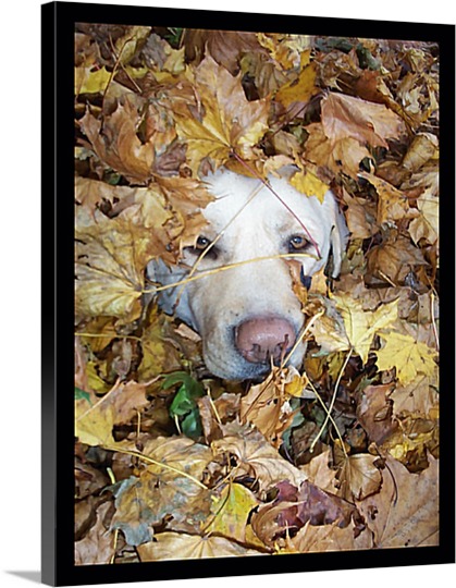 Photograph of Dog in Leaves on Pop Art