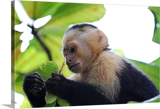 Canvas Print of Monkey
