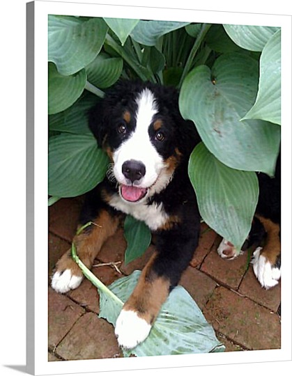 Print of Dog Under Bushes on Pop Art