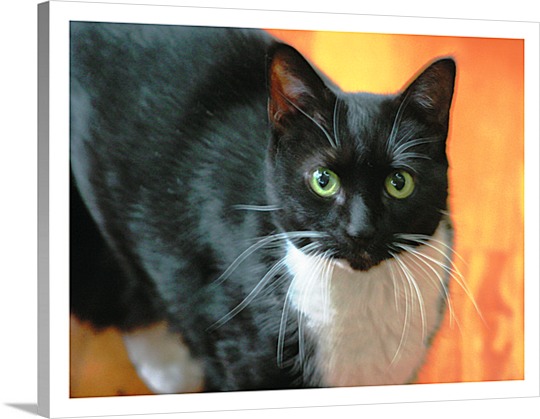 Black and White Cat Print on Canvas