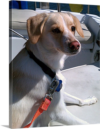 Dog on a Boat on Pop Art Canvas