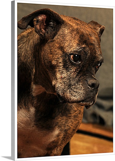 Artistic Dog Photo on Canvas Pop Art