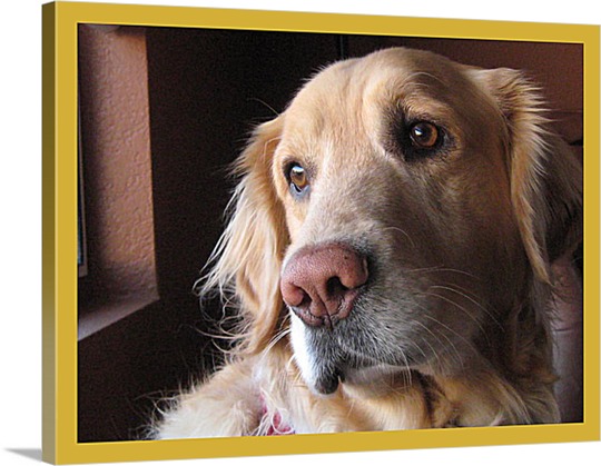 Reflective Labrador Photo on Canvas
