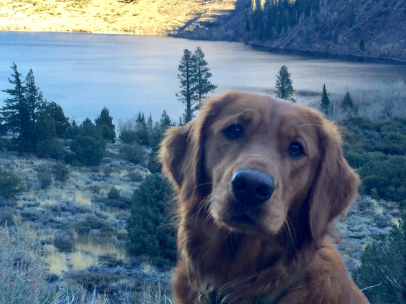 an oil painting of a dog landscape lake river mountain