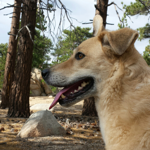 paint your pet - an oil painting of a light brown dog