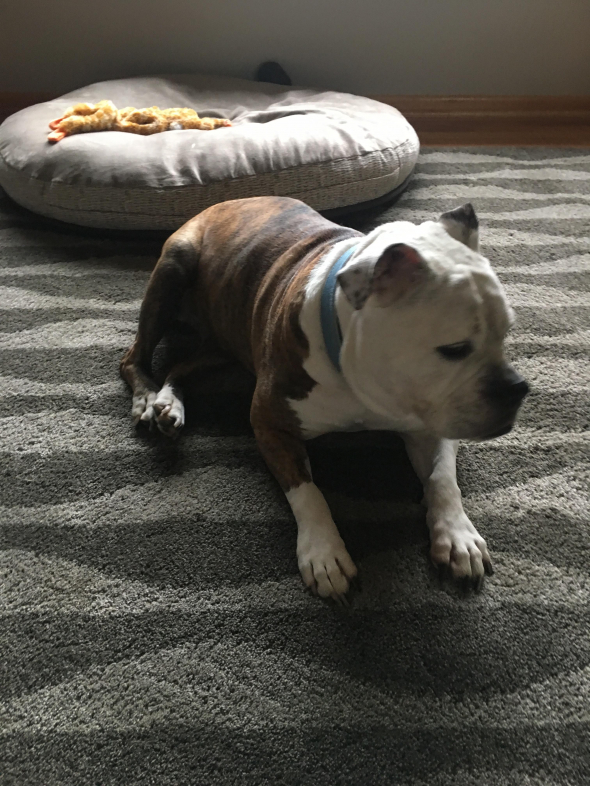 custom dog art of British bulldog sitting