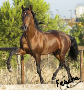 pintura al óleo de un caballo