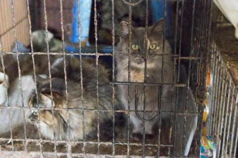 Animal Hoarding And How To Help