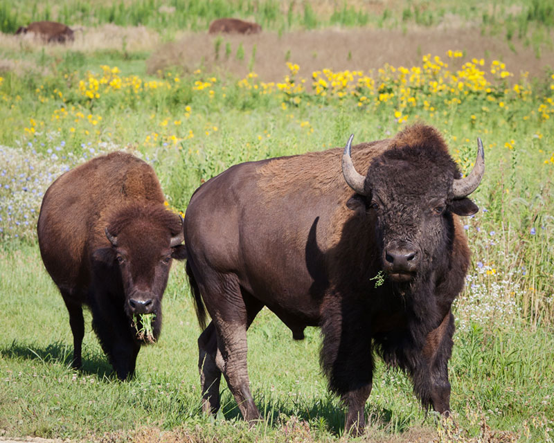 Bison grazing on the prairie