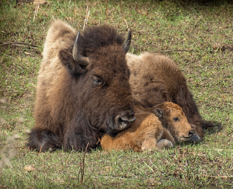 Bison cow and calf