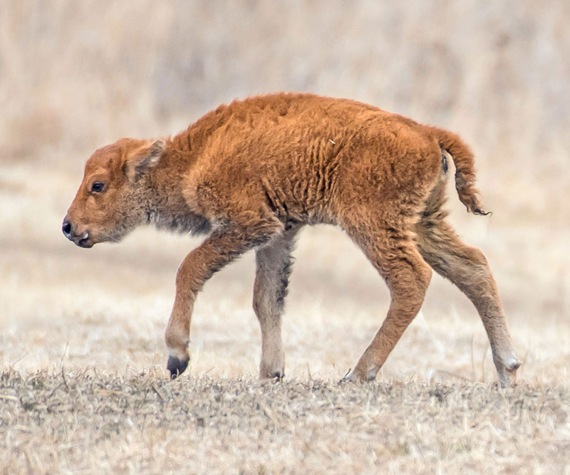 Bison calf