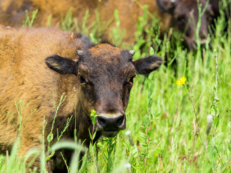 the face of a Bison calf