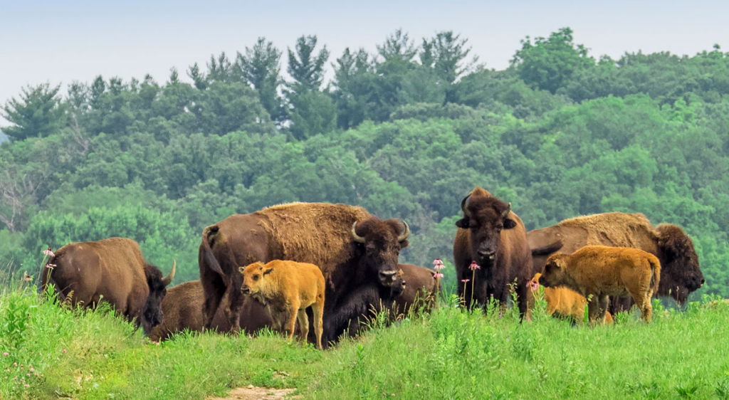 Herd of bison