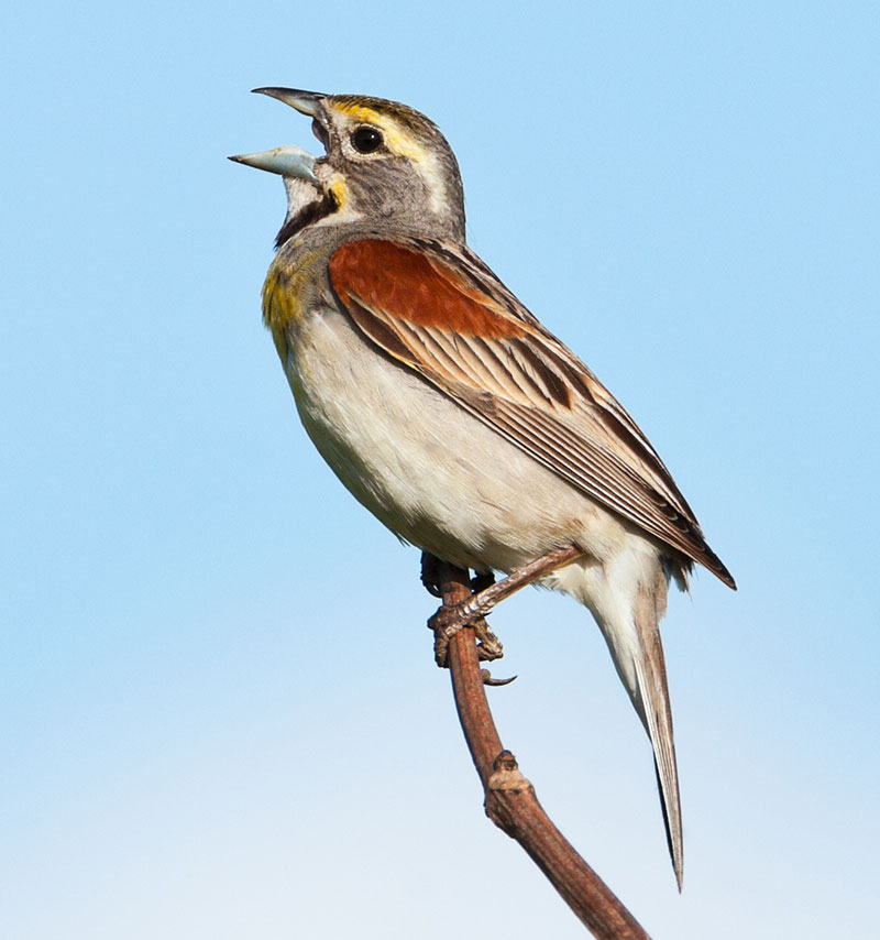 Dickcissel