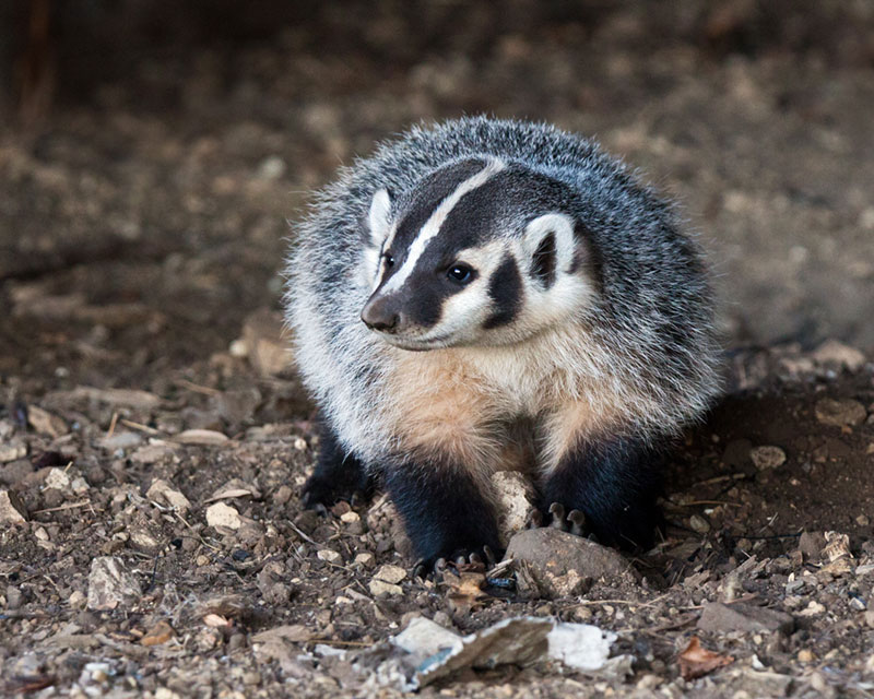 Badger